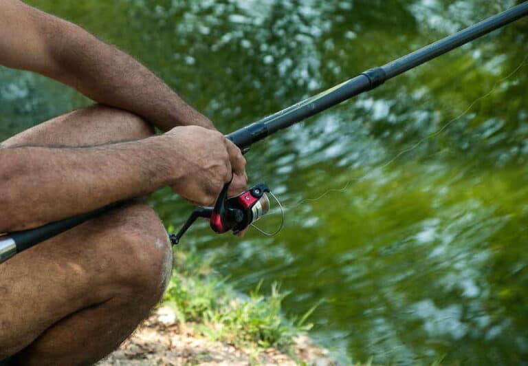 Mehr über den Artikel erfahren Feederangeln: Futterkorb verwenden, um Fische anzulocken