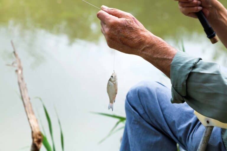 Mehr über den Artikel erfahren Köderfischangeln – Techniken & Tipps zum Angeln mit Fischködern