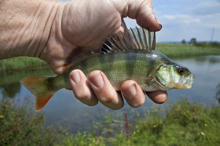 Mehr über den Artikel erfahren Friedfisch angeln